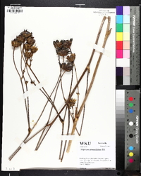 Silphium pinnatifidum image