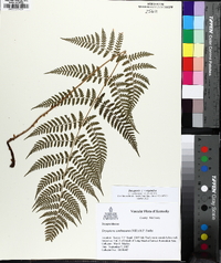 Dryopteris × triploidea image