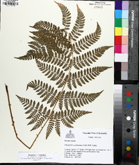 Dryopteris × triploidea image