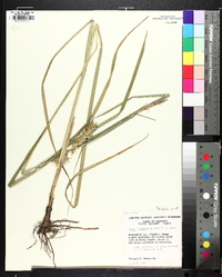 Carex lupuliformis image