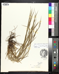 Carex hitchcockiana image