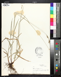 Carex hirtifolia image