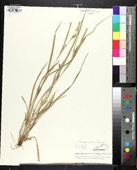 Carex grisea image