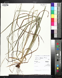 Carex allegheniensis image