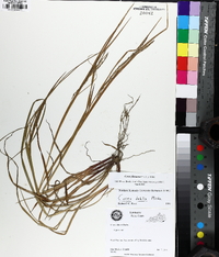 Carex flexuosa image