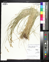 Carex bromoides image