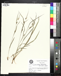 Carex grisea image