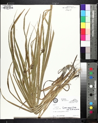 Carex grayi image