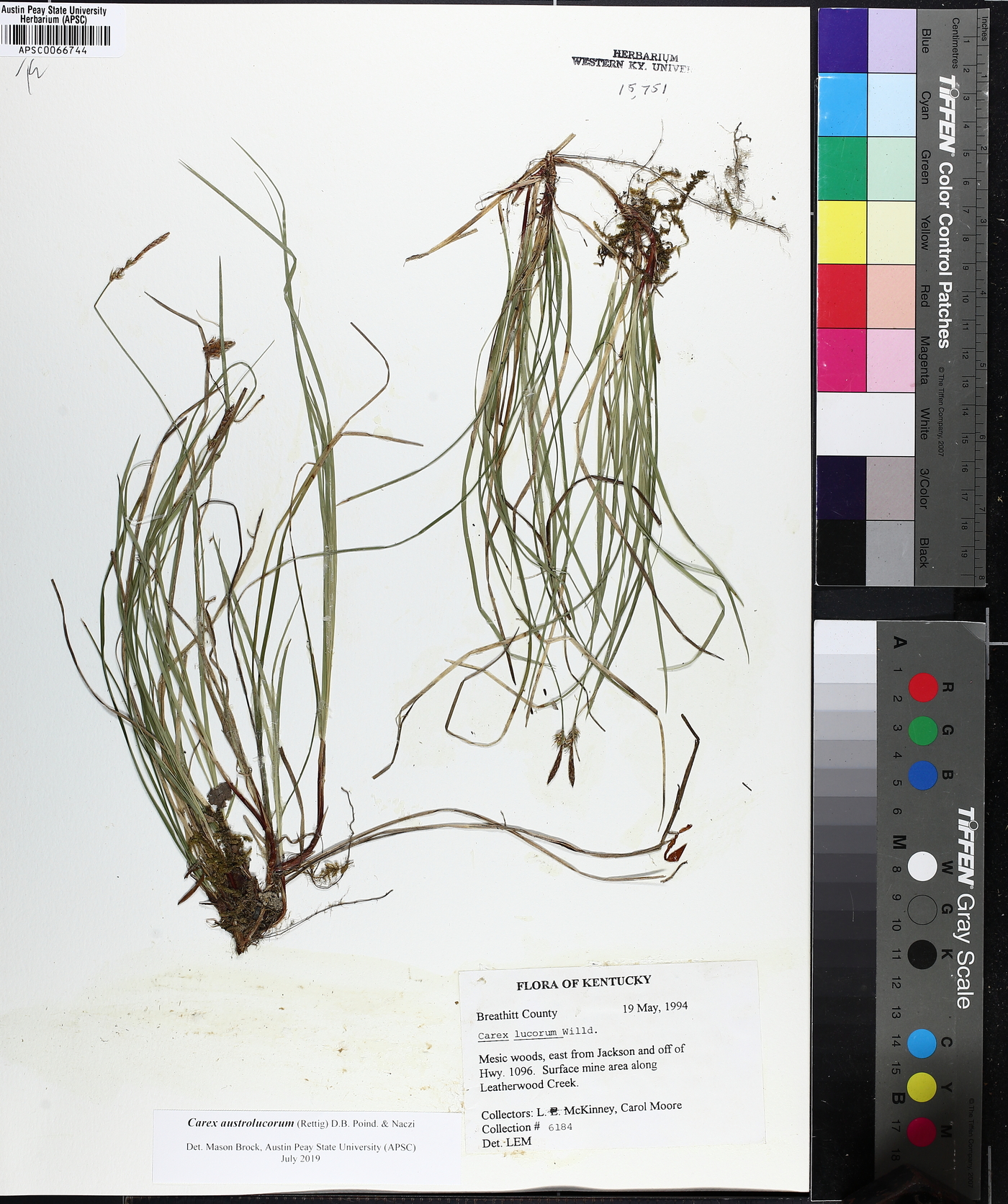 Carex austrolucorum image