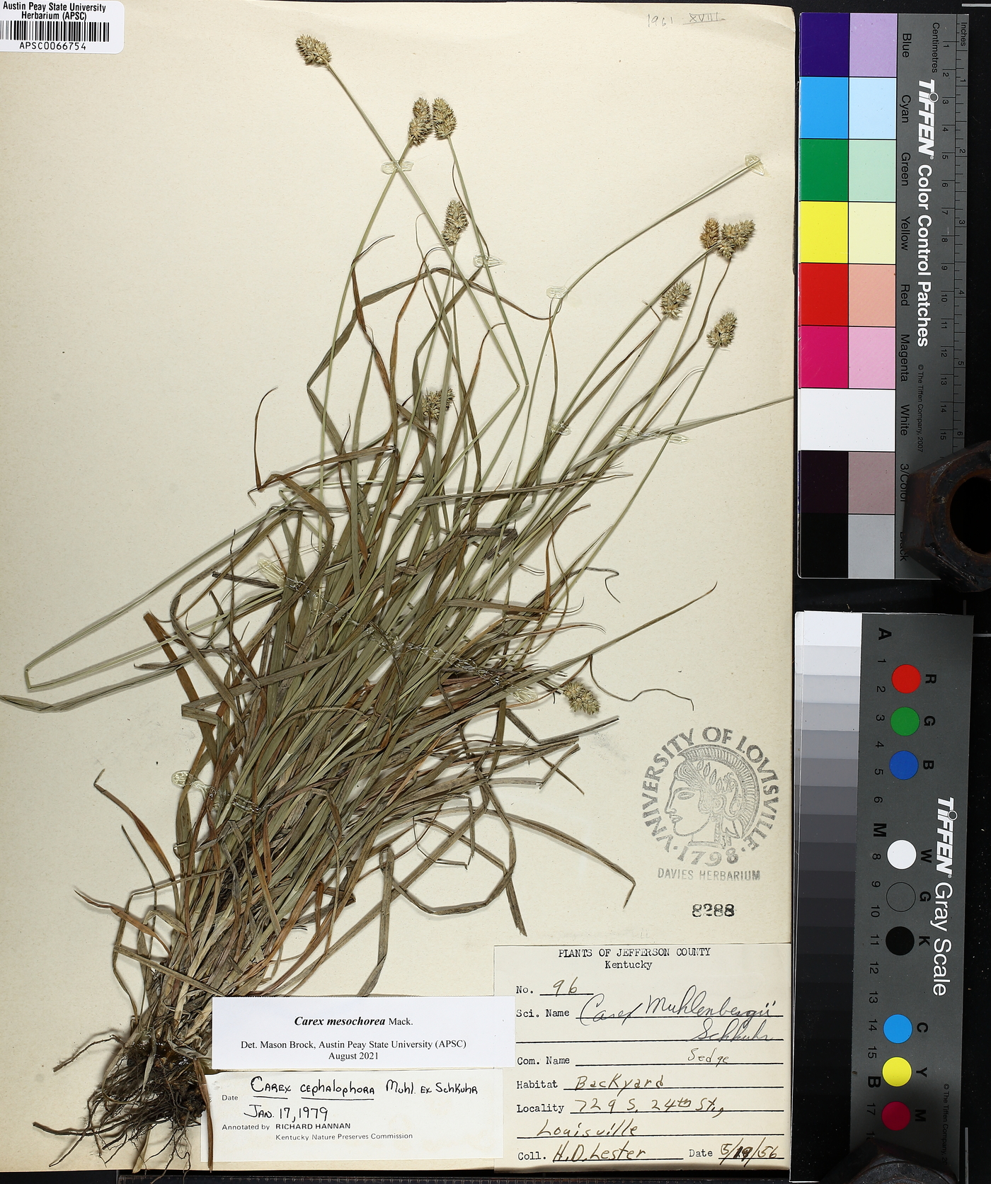 Carex mesochorea image