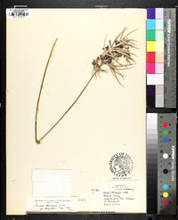 Scirpus georgianus image