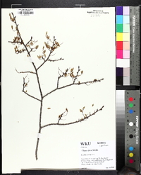 Ulmus alata image