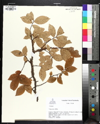 Ulmus alata image