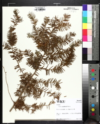 Taxus canadensis image