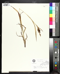 Carex shortiana image