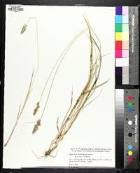 Carex fissa image