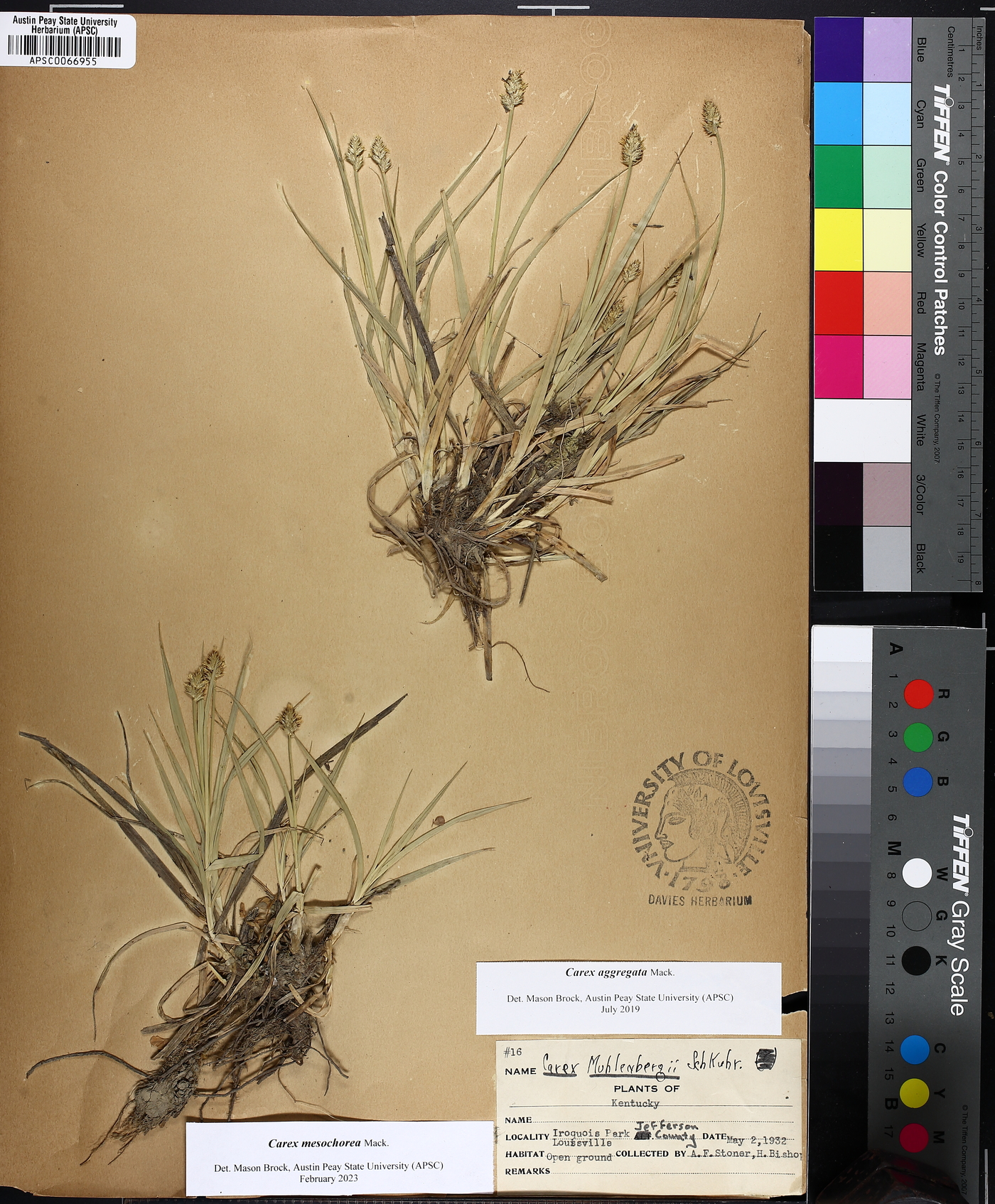 Carex mesochorea image