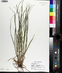 Carex jamesii image