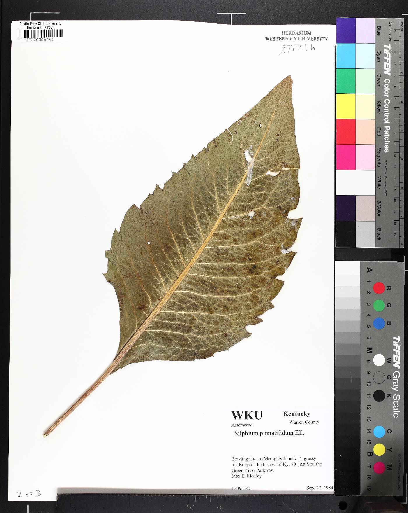 Silphium pinnatifidum image