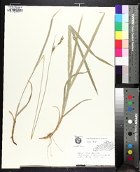 Carex hirtifolia image