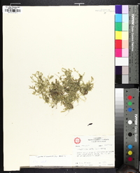 Selaginella apoda image