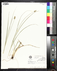 Carex muehlenbergii var. enervis image