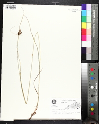 Carex caroliniana image