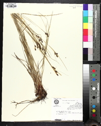 Carex caroliniana image