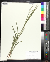 Carex roanensis image