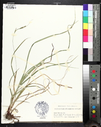 Carex virescens image