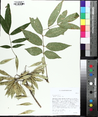 Fraxinus caroliniana image