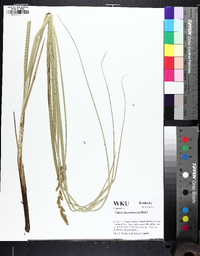 Carex decomposita image