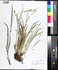 Carex laxiculmis image