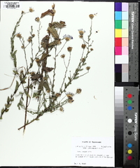 Symphyotrichum patens image