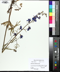 Delphinium alabamicum image