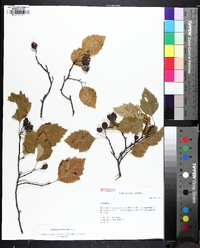 Crataegus intricata image