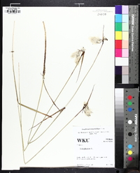 Eriophorum angustifolium image