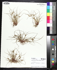 Cyperus squarrosus image