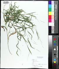 Leersia virginica image