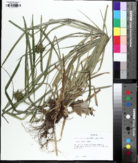 Carex grayi image