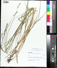 Carex normalis image