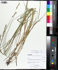 Carex normalis image