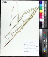 Carex laevivaginata image