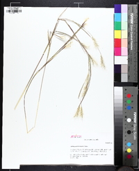 Andropogon ternarius image