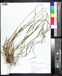 Poa sylvestris image