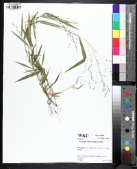 Kellochloa verrucosa image