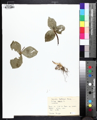 Trillium sessile image