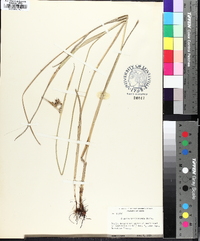 Scleria triglomerata image