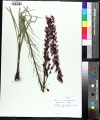 Liatris spicata image