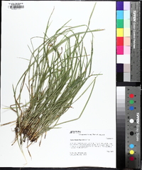 Carex timida image